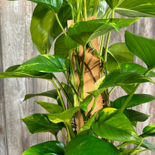 Load image into Gallery viewer, Epipremnum 'Golden' Pothos