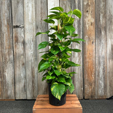 Load image into Gallery viewer, Epipremnum 'Golden' Pothos