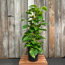 Load image into Gallery viewer, Epipremnum 'Golden' Pothos