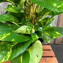 Load image into Gallery viewer, Epipremnum 'Golden' Pothos