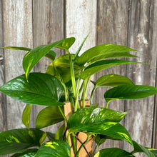 Load image into Gallery viewer, Epipremnum 'Golden' Pothos