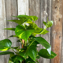Load image into Gallery viewer, Epipremnum 'Golden' Pothos