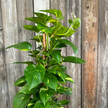 Load image into Gallery viewer, Epipremnum 'Golden' Pothos