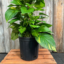Load image into Gallery viewer, Epipremnum 'Golden' Pothos