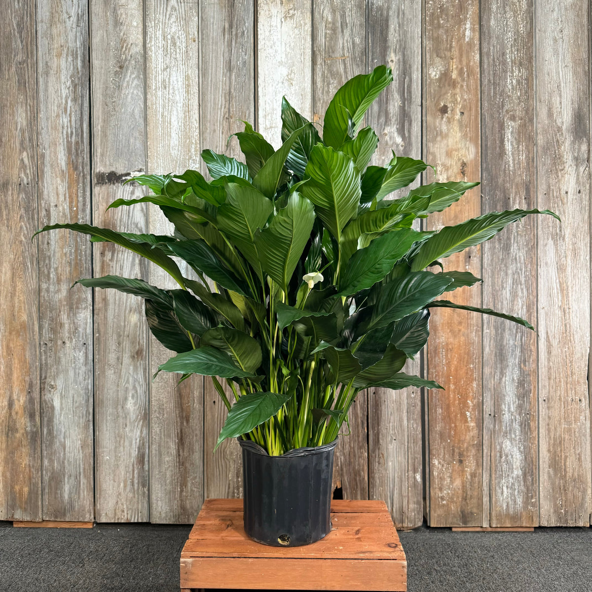black peace lily Spathiphyllum Peace Lily
