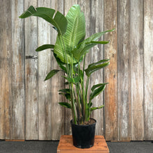 Load image into Gallery viewer, Strelitzia 'Orange Bird of Paradise'