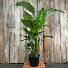 Load image into Gallery viewer, Strelitzia 'Orange Bird of Paradise'