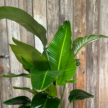 Load image into Gallery viewer, Strelitzia 'Orange Bird of Paradise'