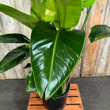 Load image into Gallery viewer, Strelitzia 'Orange Bird of Paradise'