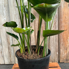 Load image into Gallery viewer, Strelitzia 'Orange Bird of Paradise'