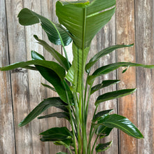 Load image into Gallery viewer, Strelitzia 'Orange Bird of Paradise'