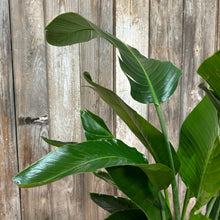 Load image into Gallery viewer, Strelitzia 'Orange Bird of Paradise'