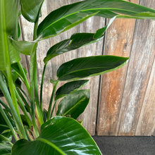 Load image into Gallery viewer, Strelitzia 'Orange Bird of Paradise'