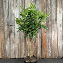 Load image into Gallery viewer, Canela 'Cinnamon Bark Tree'