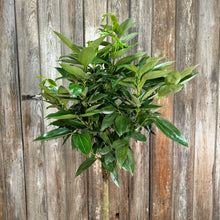 Load image into Gallery viewer, Canela 'Cinnamon Bark Tree'