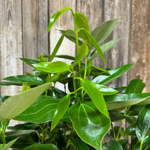 Load image into Gallery viewer, Canela 'Cinnamon Bark Tree'
