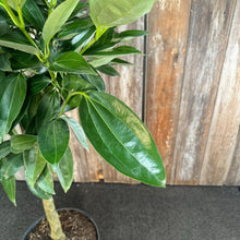 Load image into Gallery viewer, Canela 'Cinnamon Bark Tree'