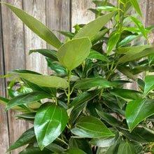 Load image into Gallery viewer, Canela 'Cinnamon Bark Tree'