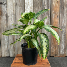 Load image into Gallery viewer, Dieffenbachia 'Panther'