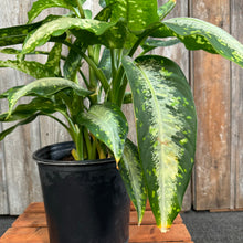 Load image into Gallery viewer, Dieffenbachia 'Panther'