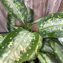 Load image into Gallery viewer, Dieffenbachia 'Panther'