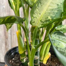 Load image into Gallery viewer, Dieffenbachia 'Panther'
