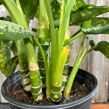 Load image into Gallery viewer, Dieffenbachia 'Panther'