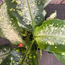 Load image into Gallery viewer, Dieffenbachia 'Panther'