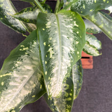 Load image into Gallery viewer, Dieffenbachia 'Panther'