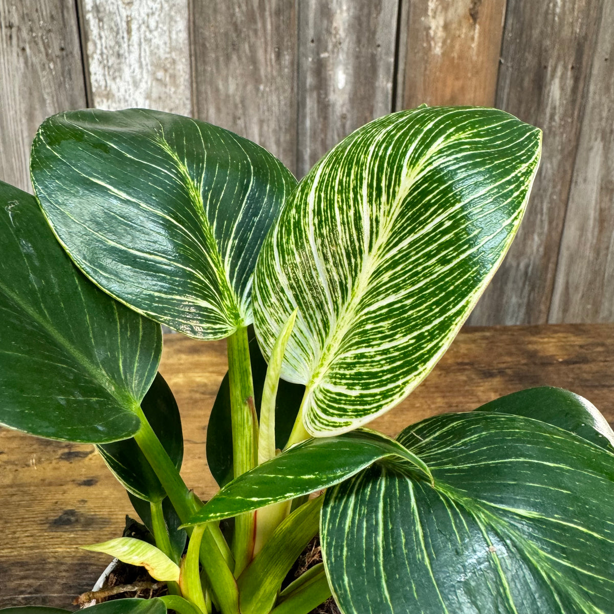 philodendron birkin variegata Philodendron 'Birkin'