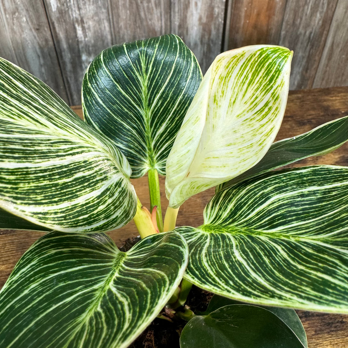 philodendron green birkin Philodendron 'Birkin'
