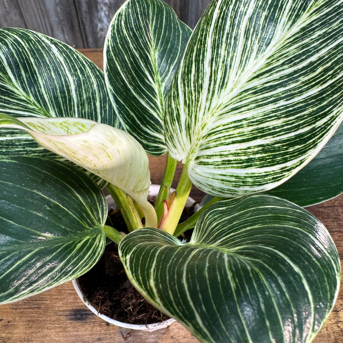 philodendron birkin wrinkled leaves Philodendron 'Birkin'