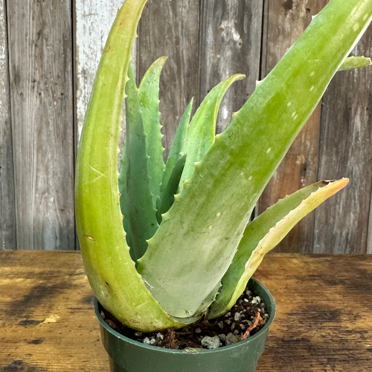 Aloe Vera