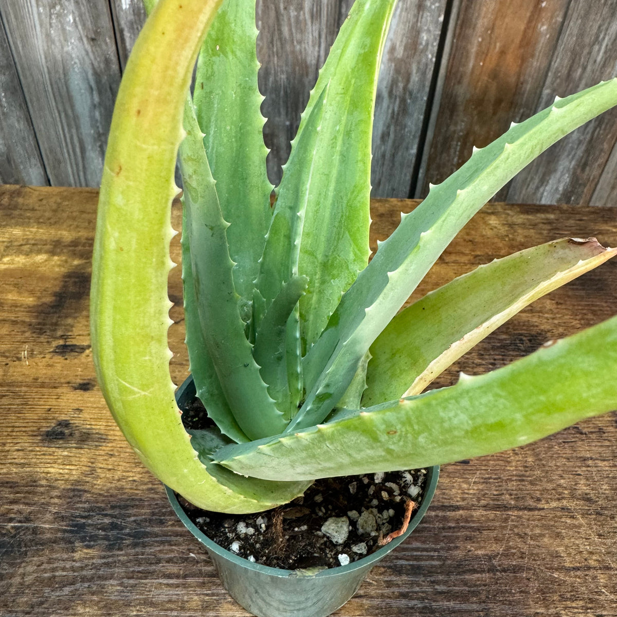 where to purchase aloe vera plant Aloe Vera