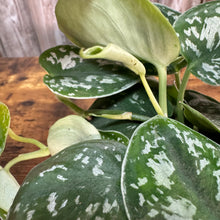 Load image into Gallery viewer, Scindapsus 'Silvery Anne'