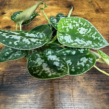 Load image into Gallery viewer, Scindapsus 'Silvery Anne'