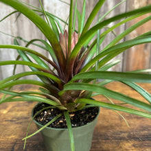 Load image into Gallery viewer, Tillandsia 'Purple Quill' Air Plant