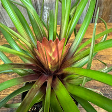 Load image into Gallery viewer, Tillandsia 'Purple Quill' Air Plant