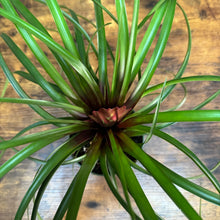 Load image into Gallery viewer, Tillandsia 'Purple Quill' Air Plant