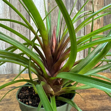 Load image into Gallery viewer, Tillandsia 'Purple Quill' Air Plant