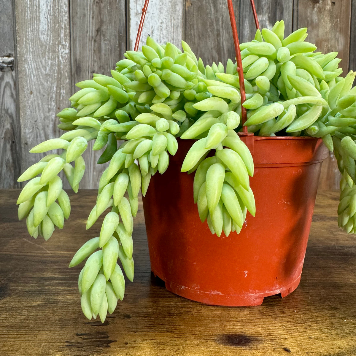 succulents bunnings Sedum 'Burro's Tail'