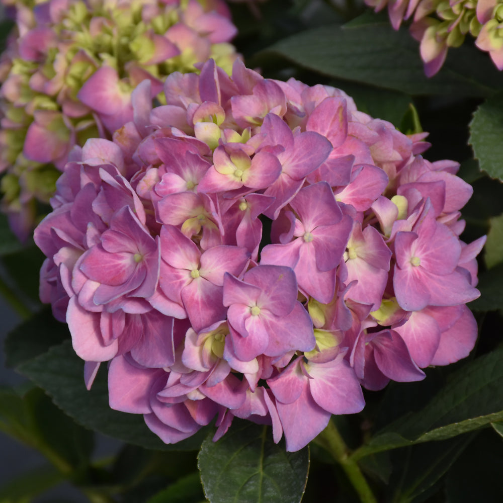 #3 Hydrangea (Bigleaf) Let's Dance Sky View – Wasson Nursery