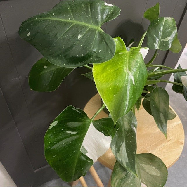 philodendron white wizard Philodendron 'White Wizard' – Wasson Nursery