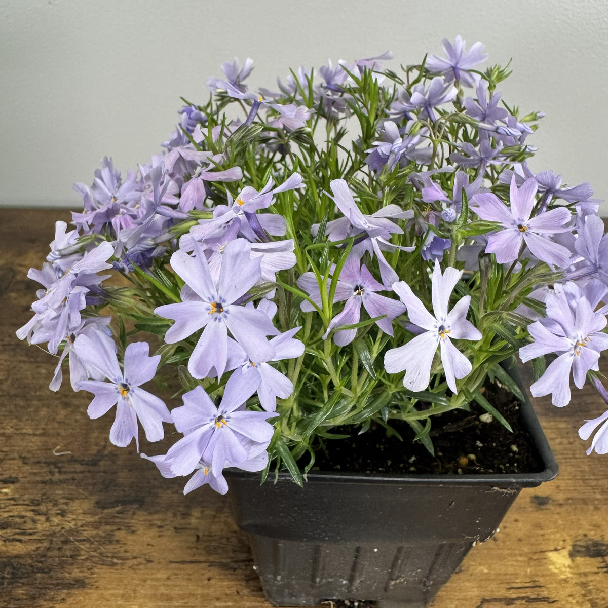 Phlox Creeping Emerald Blue - Fragrant Groundcover – Wasson Nursery
