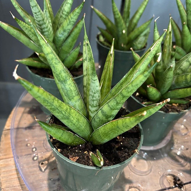 Sansevieria 'Rockman' Snake Plant - Indoor/Outdoor Beauty – Wasson