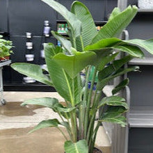 Load image into Gallery viewer, Strelitzia 'Orange Bird of Paradise'