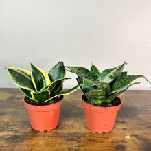 Load image into Gallery viewer, Sansevieria 'Hahnii' Snake Plant