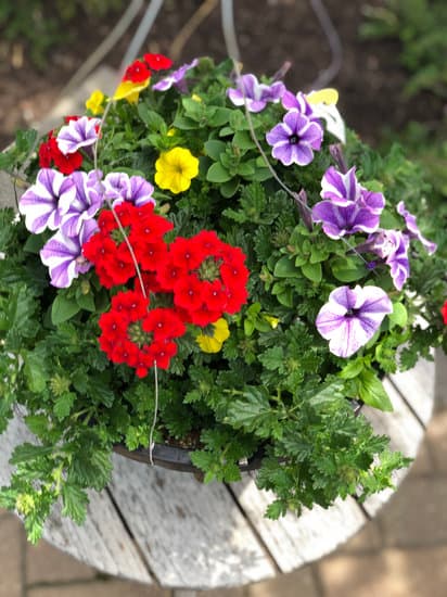 red hanging basket plants Greenhouse 11-12
