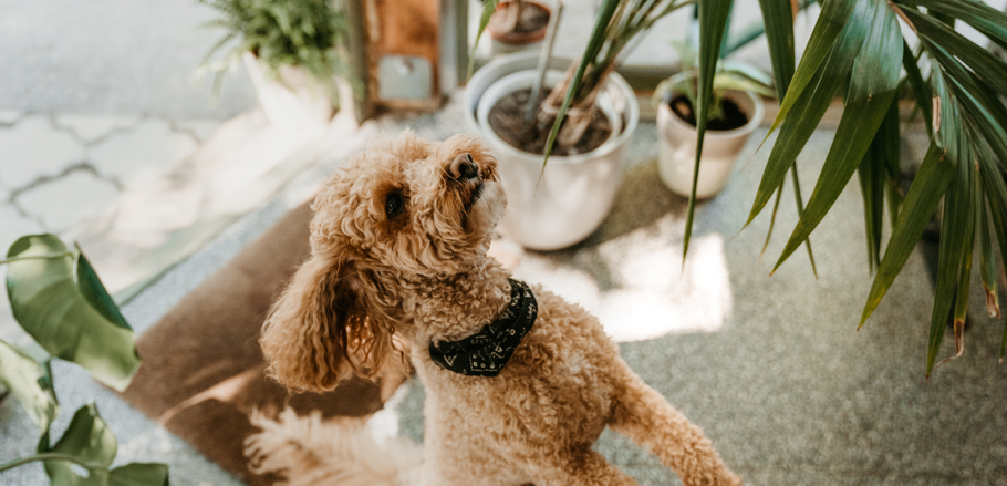 Pet-Friendly Plants: 10 Gorgeous, Non-Toxic Options for Your Home