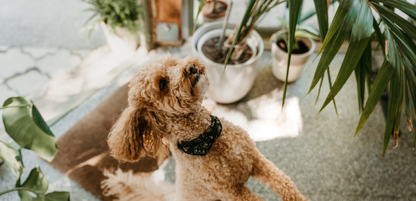 pet-friendly houseplants